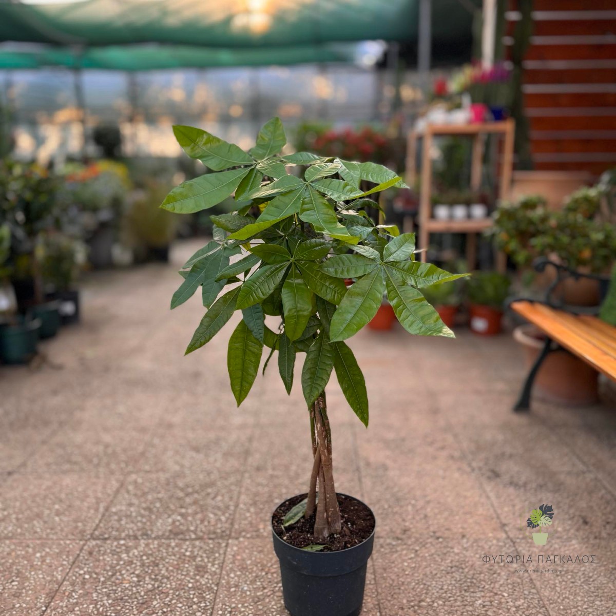 Παχίρα (Pachira Aquatica) - 2